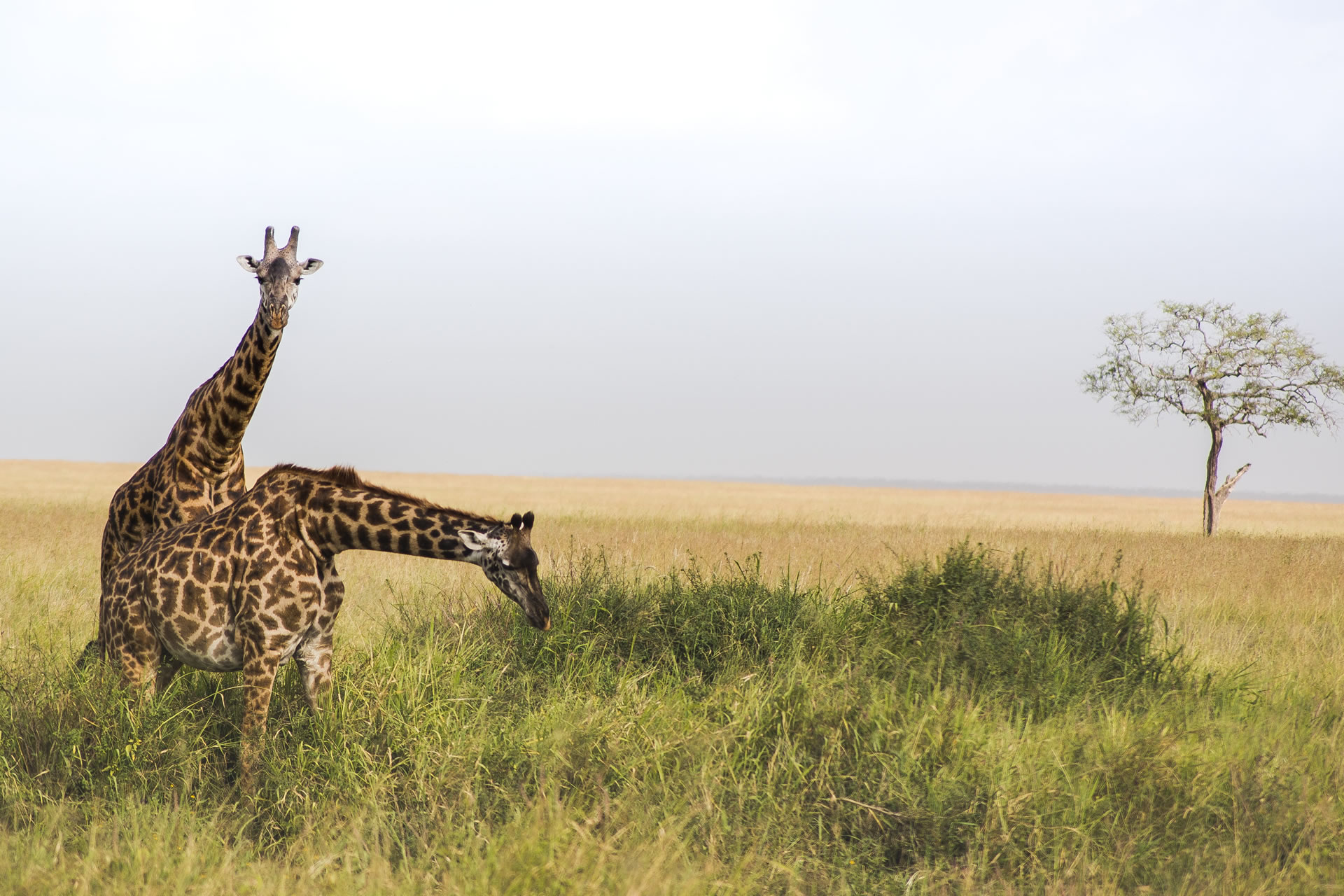 Couple-and-Romantic-Safari