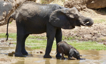 2days-tanzania-camping-safari