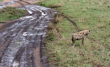 4days-tanzania-mid-range-lodge-safari