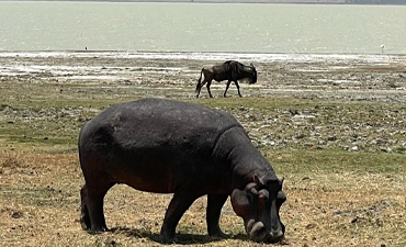 3days-tanzania-mid-range-lodge-safari