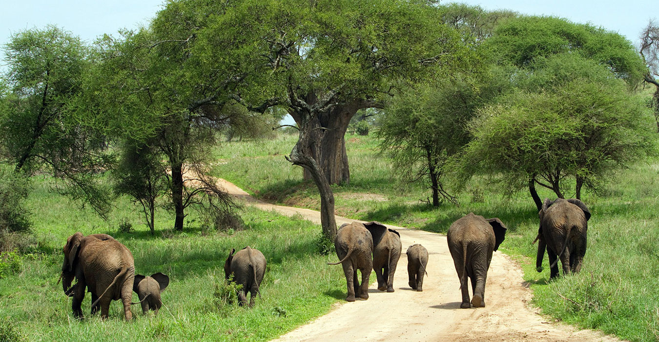 Elephants-in-Tarangire