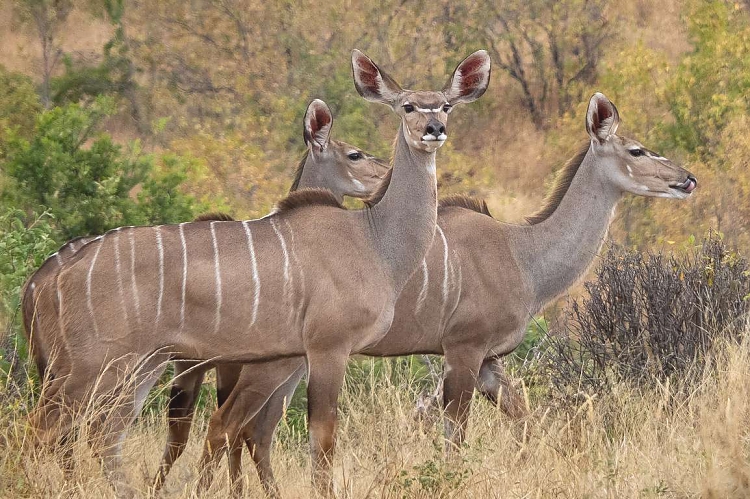 Ruaha-national-park